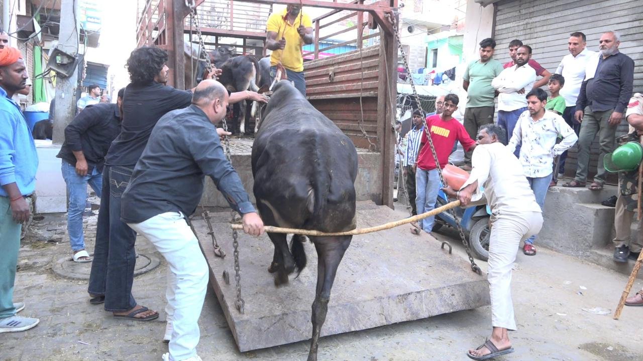 गांधी कैम्प क्षेत्र में नगर निगम की सख्त कार्रवाई – डेयरी सील कर पशु लिए गए कब्जे में