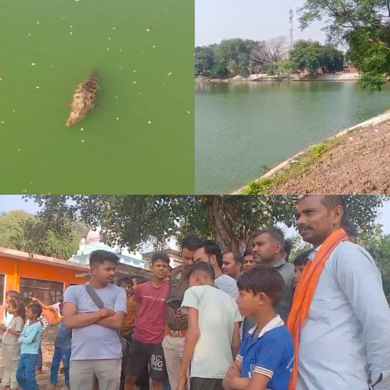 तालाब में निकला मगरमच्छ,मचा हड़कंप